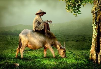  vaca y hombre y vietnam